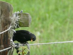 Amsel