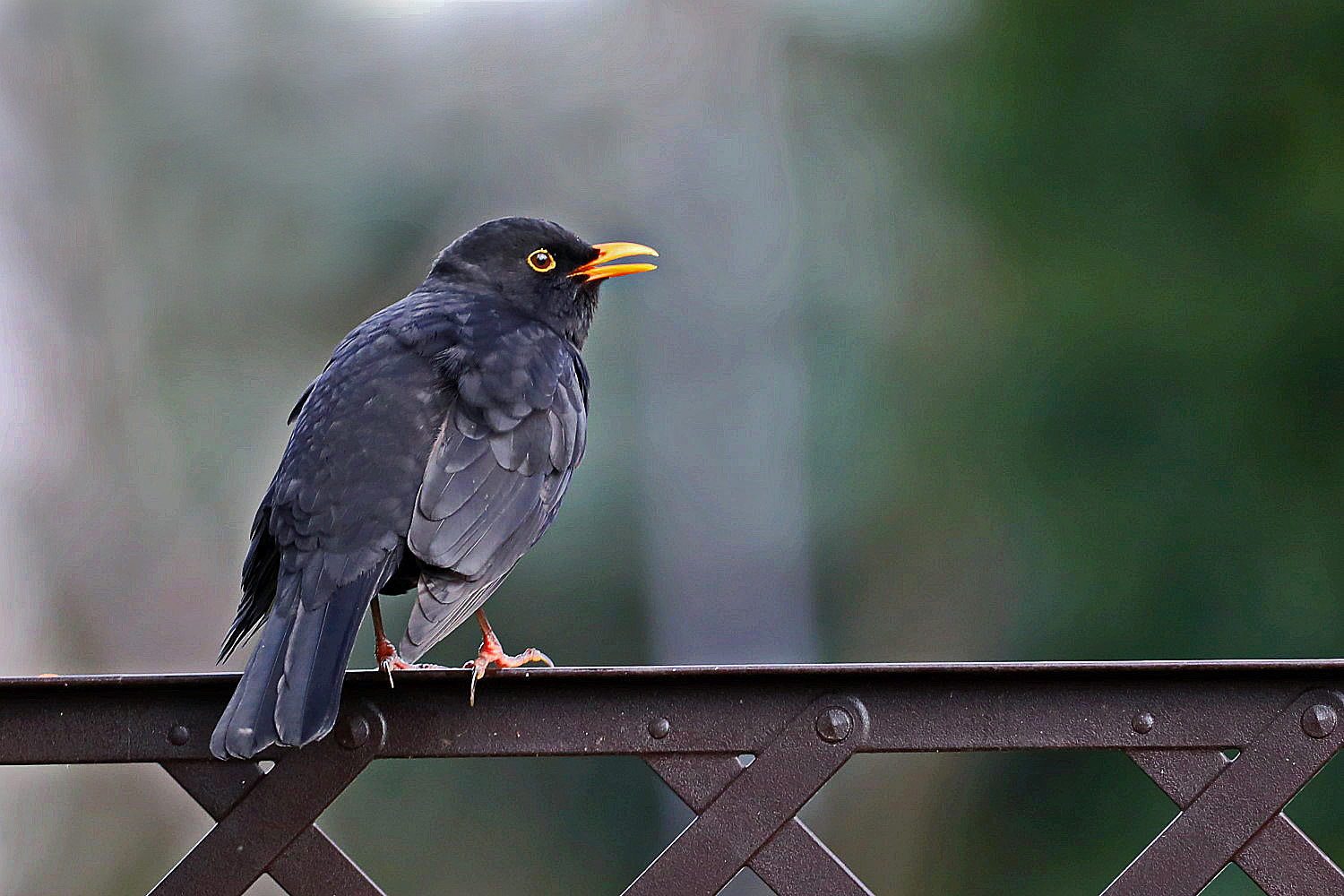 Amsel