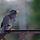 Amsel