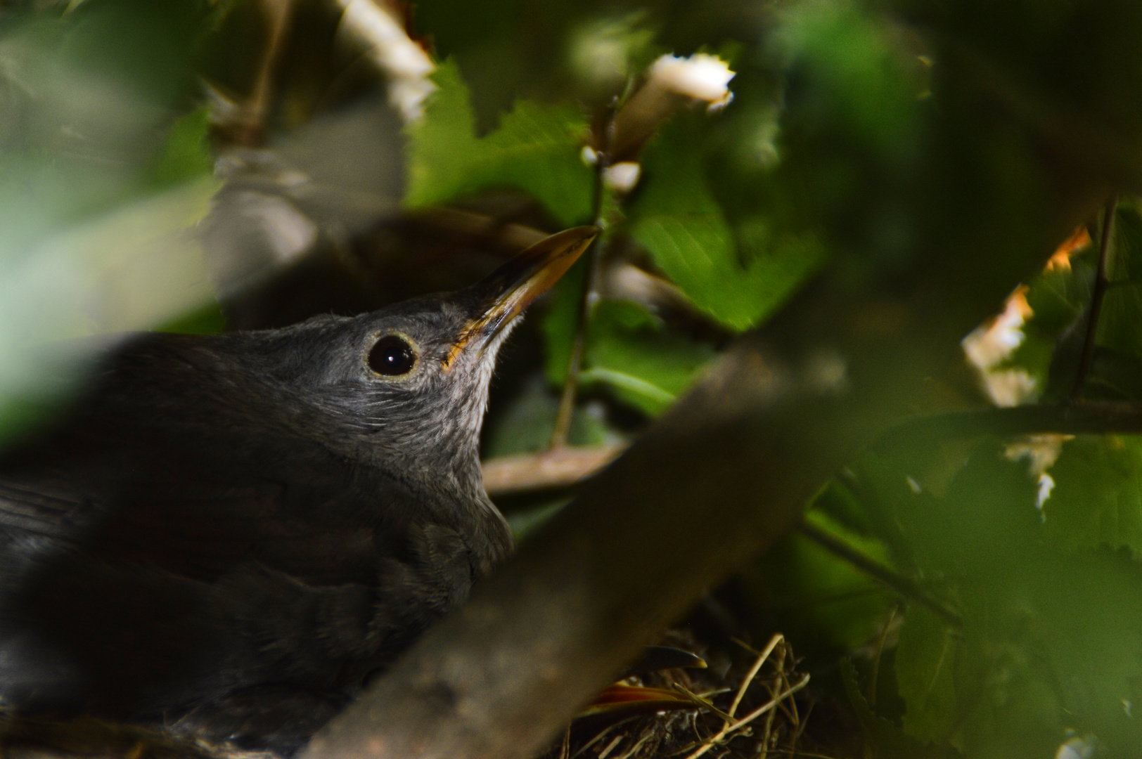 Amsel