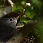 Amsel