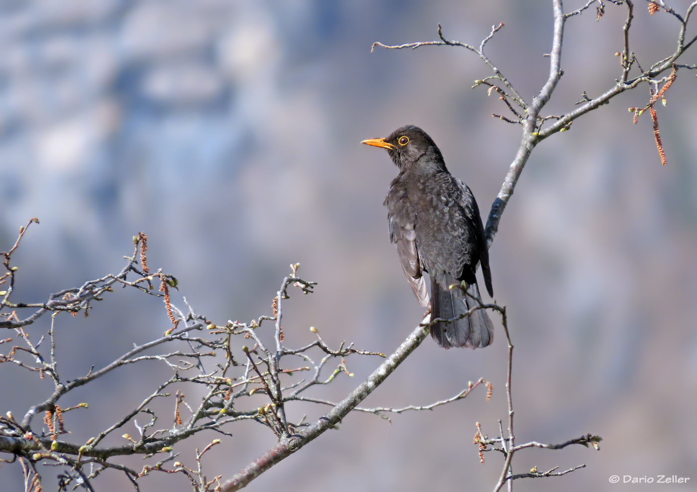 Amsel