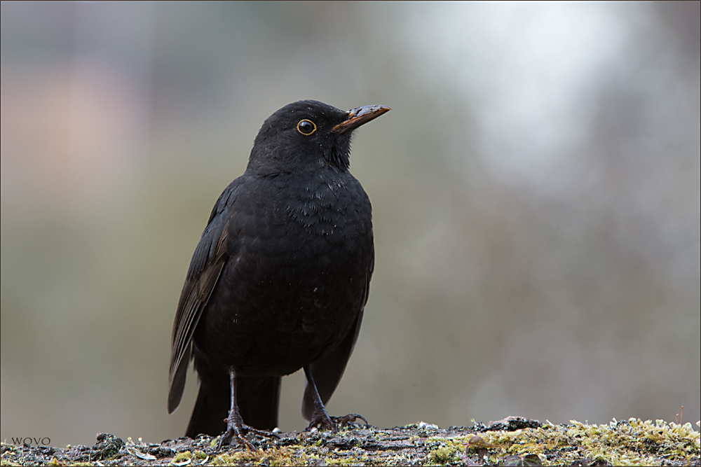 Amsel