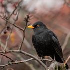 Amsel 