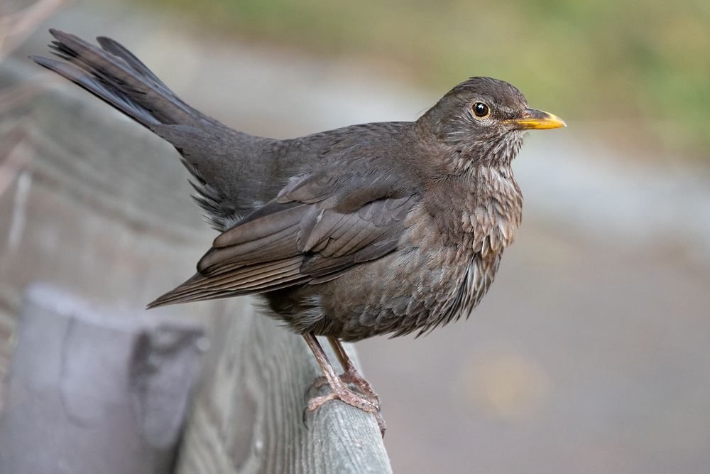 Amsel