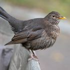 Amsel