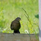 Amsel