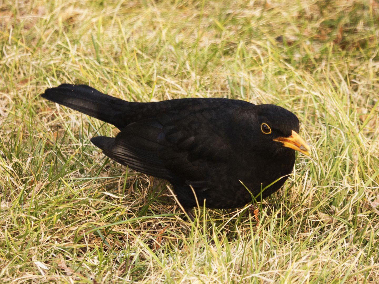 Amsel