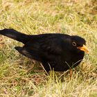 Amsel