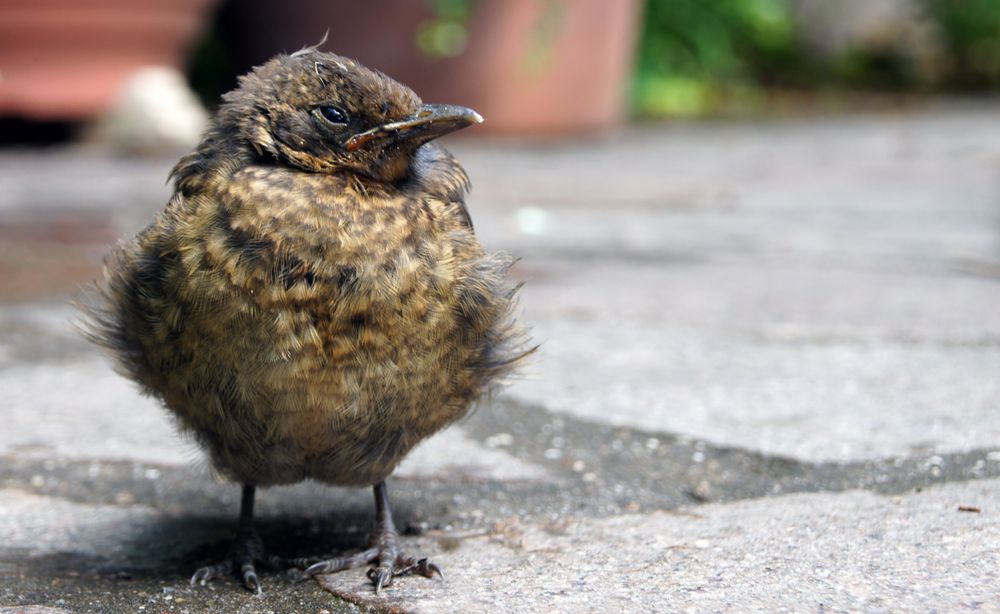 Amsel