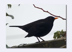 Amsel