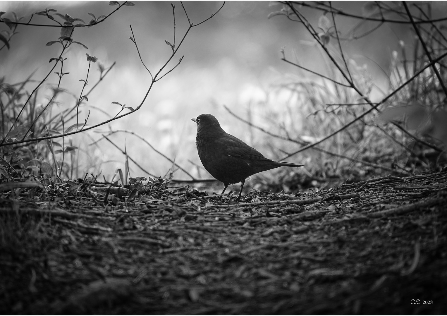 Amsel