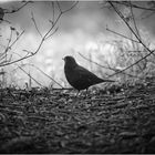 Amsel