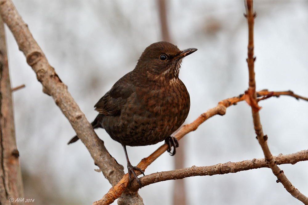 Amsel