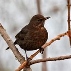 Amsel