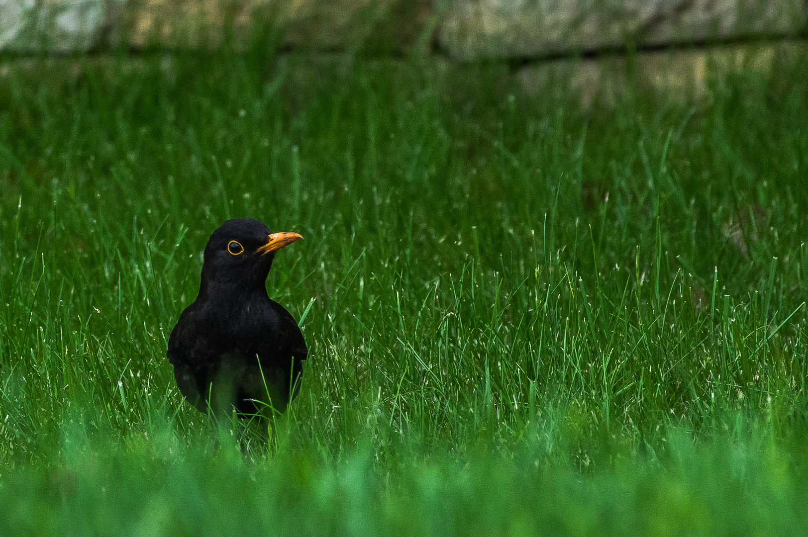 Amsel