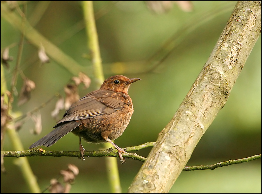 Amsel