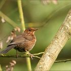 Amsel