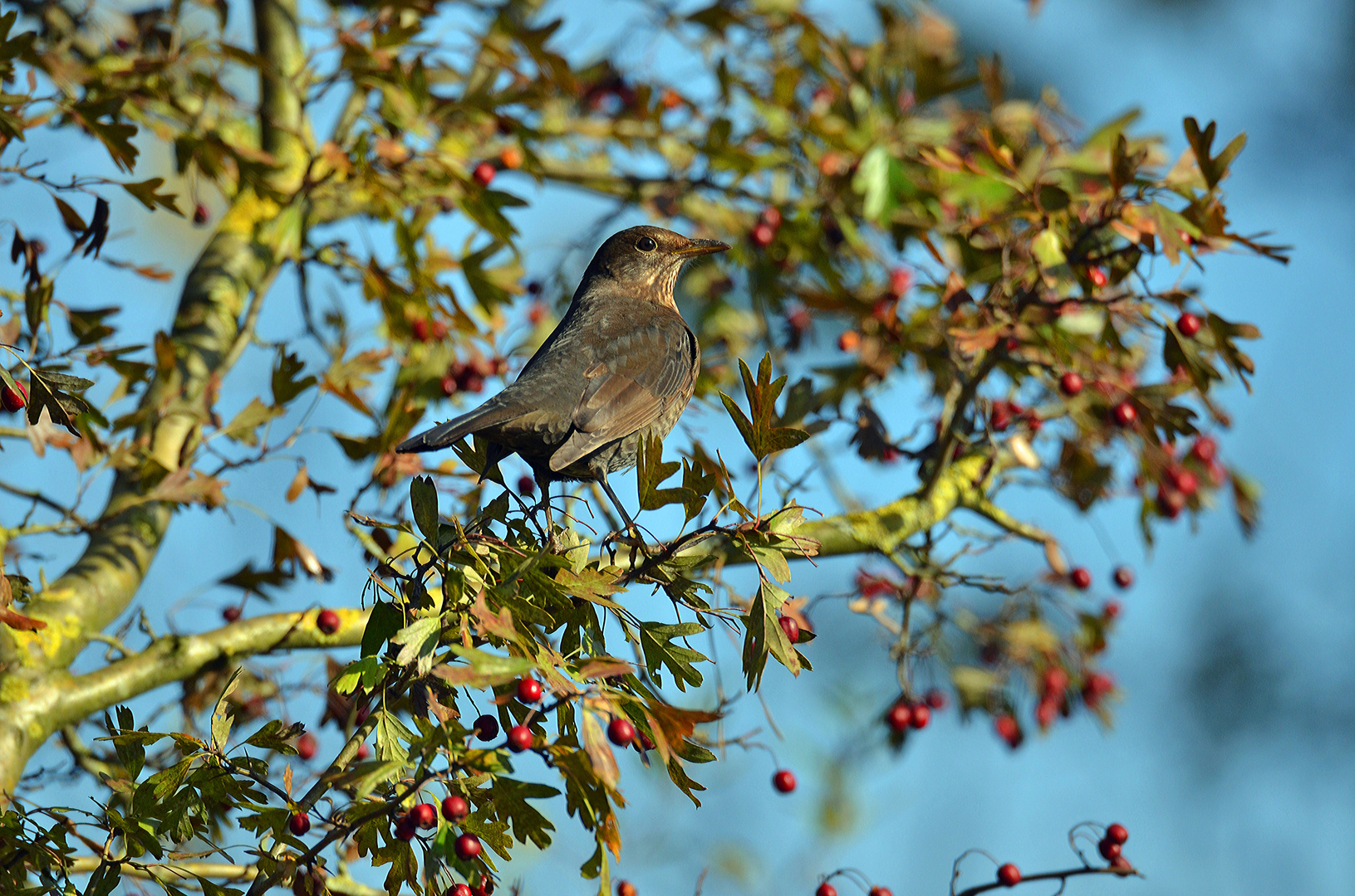 Amsel