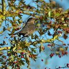 Amsel