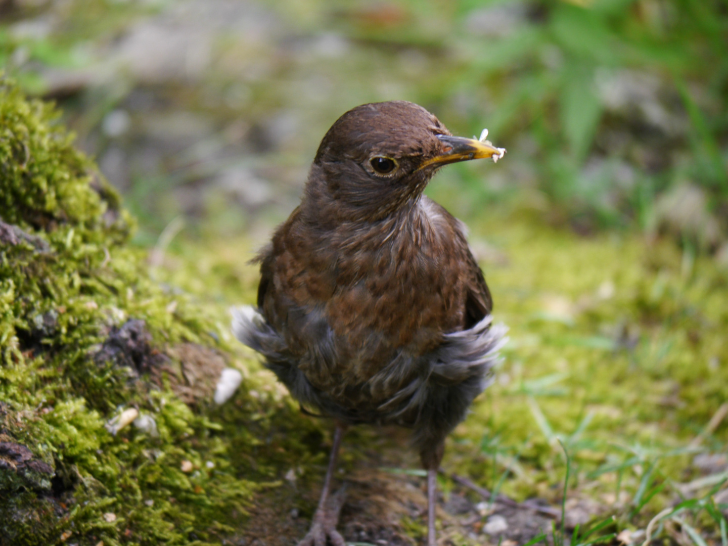 Amsel..