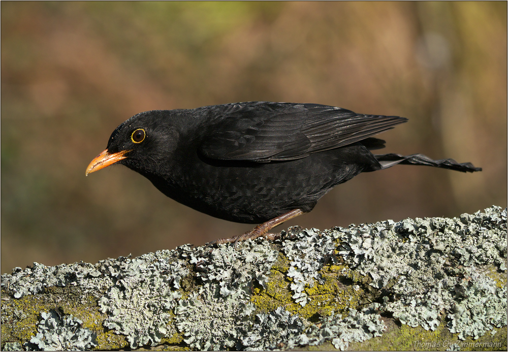 Amsel ...