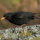 Amsel ...