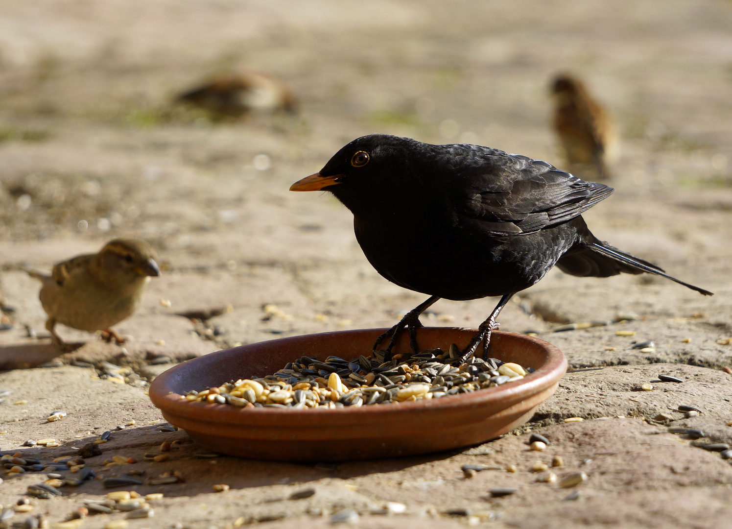 Amsel