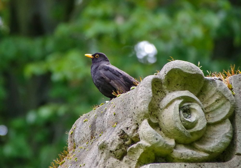 Amsel