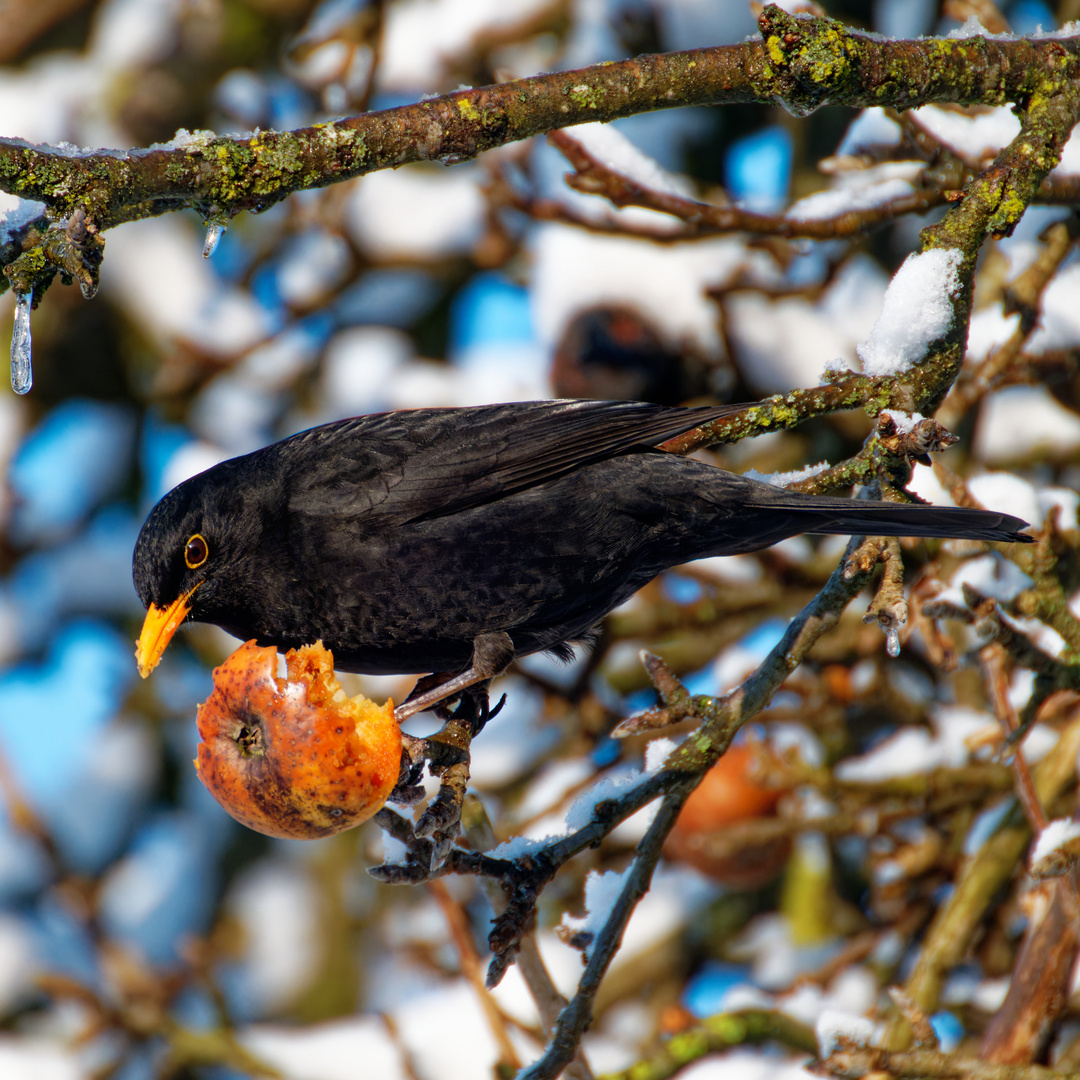 Amsel