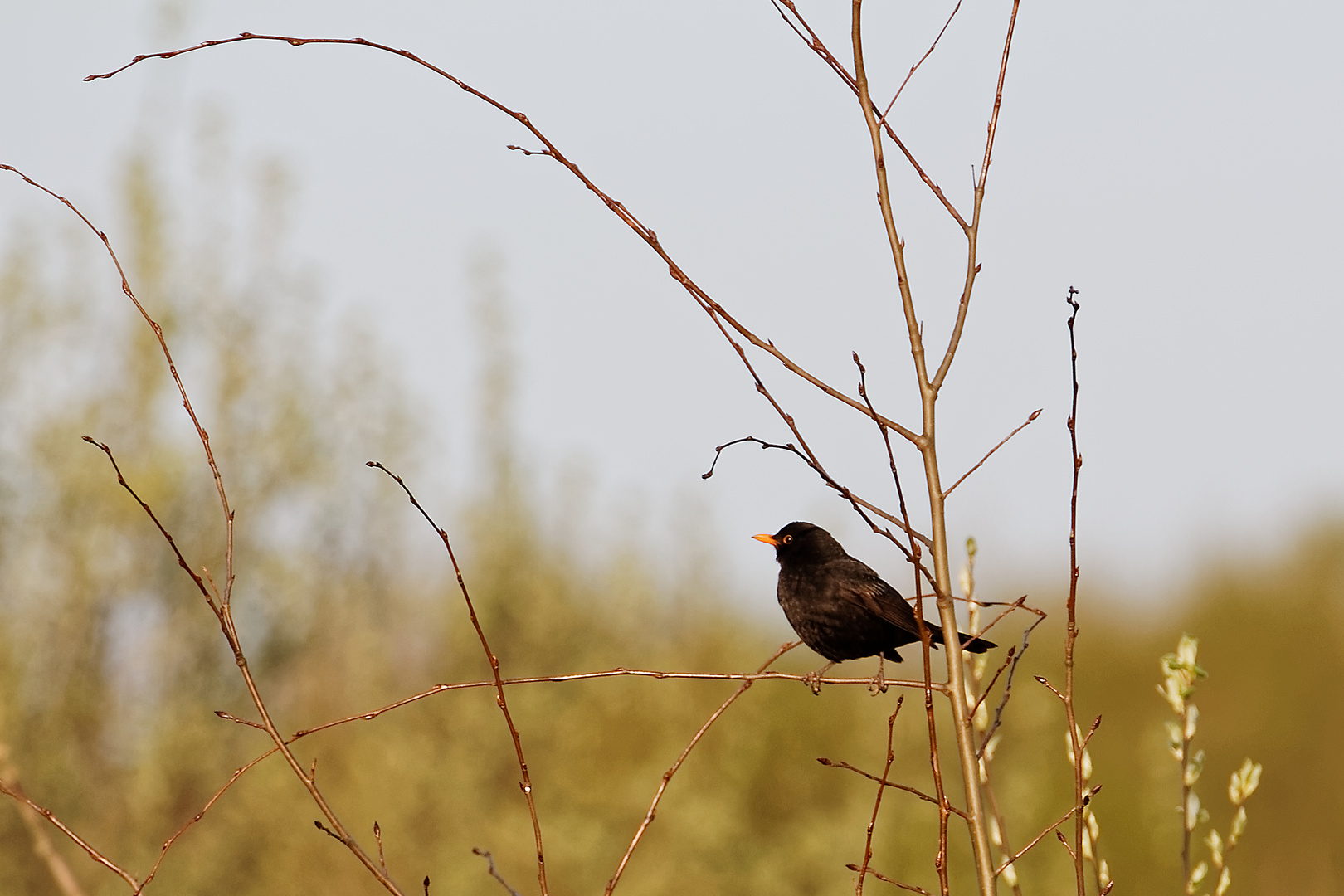 Amsel