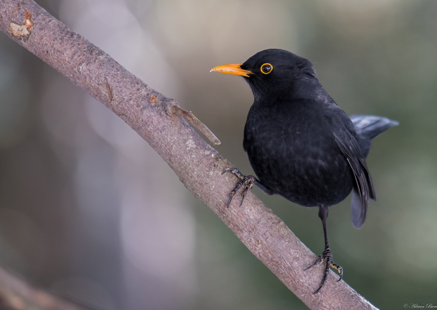 Amsel 