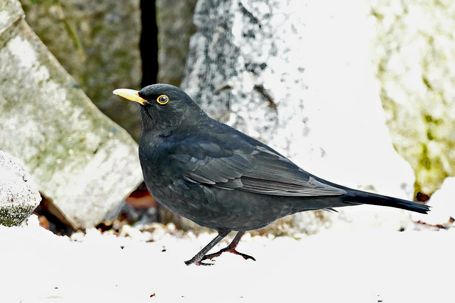 Amsel