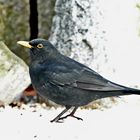 Amsel