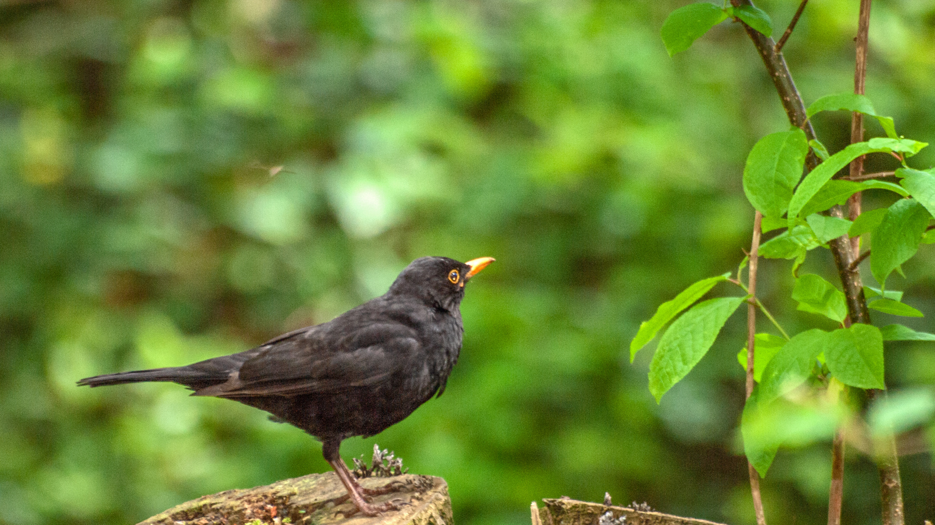 Amsel