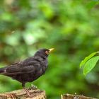 Amsel