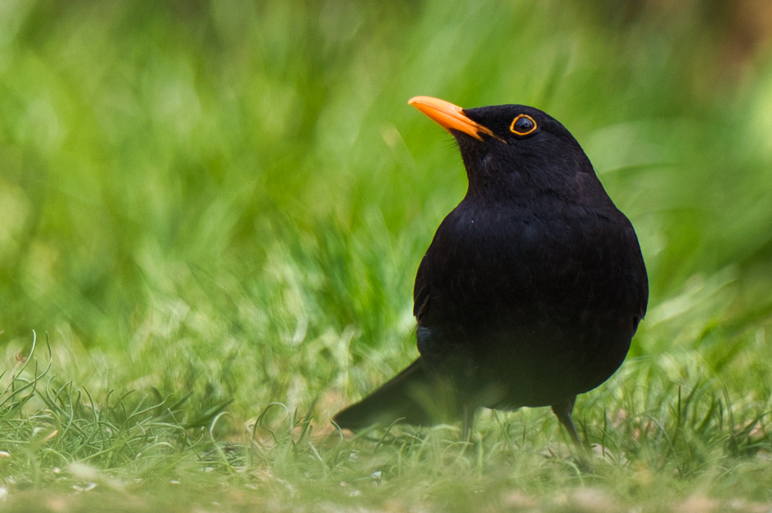 Amsel