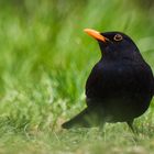 Amsel