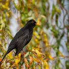 Amsel