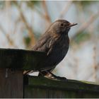 Amsel