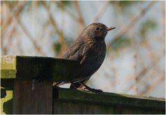 Amsel