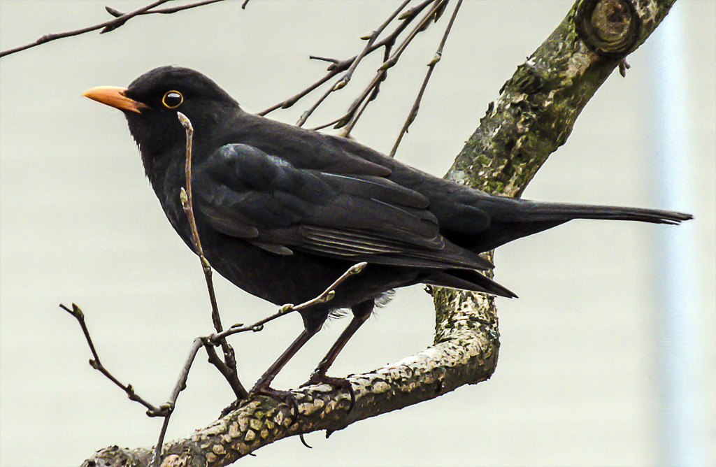 Amsel