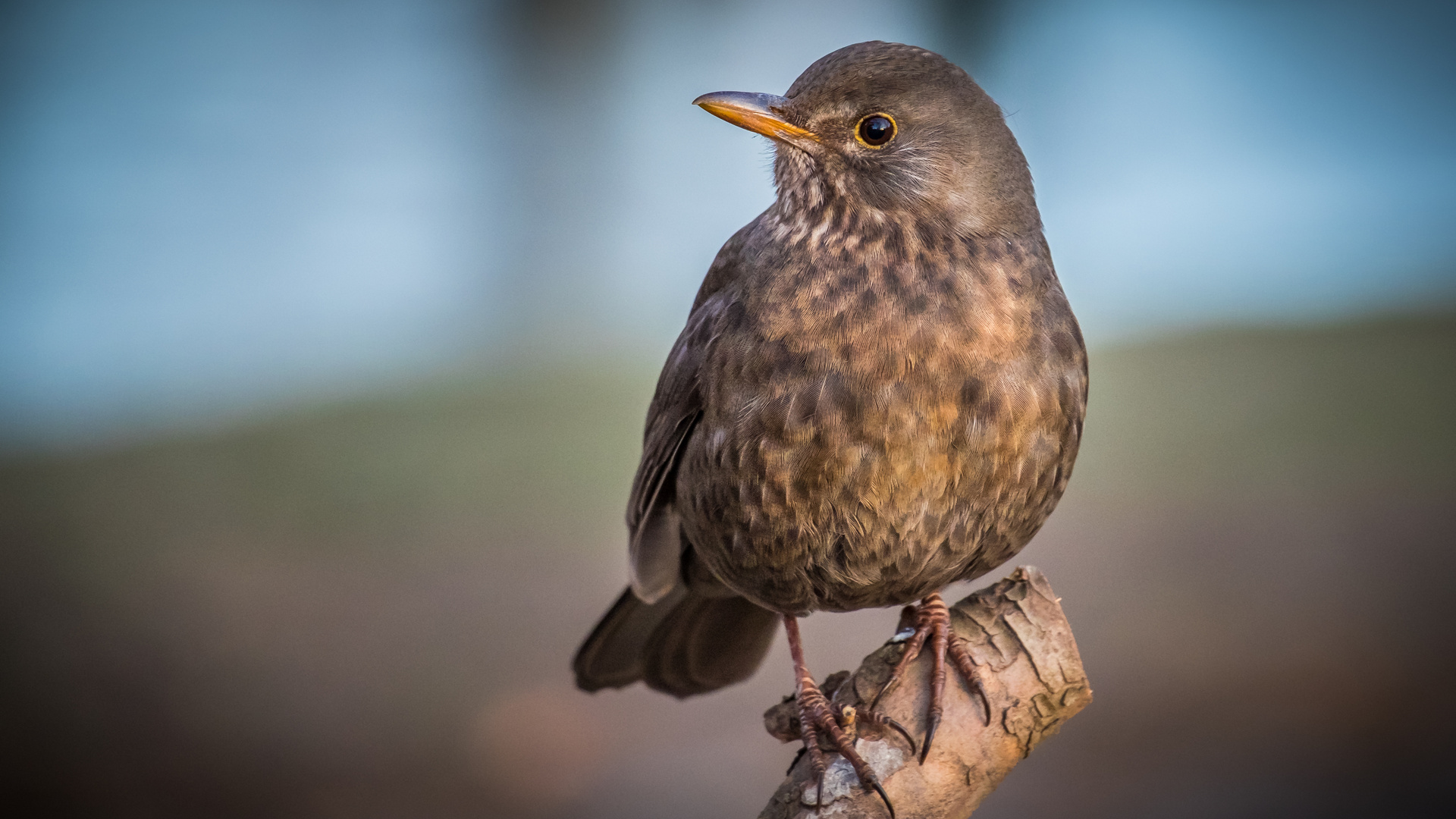 "Amsel"