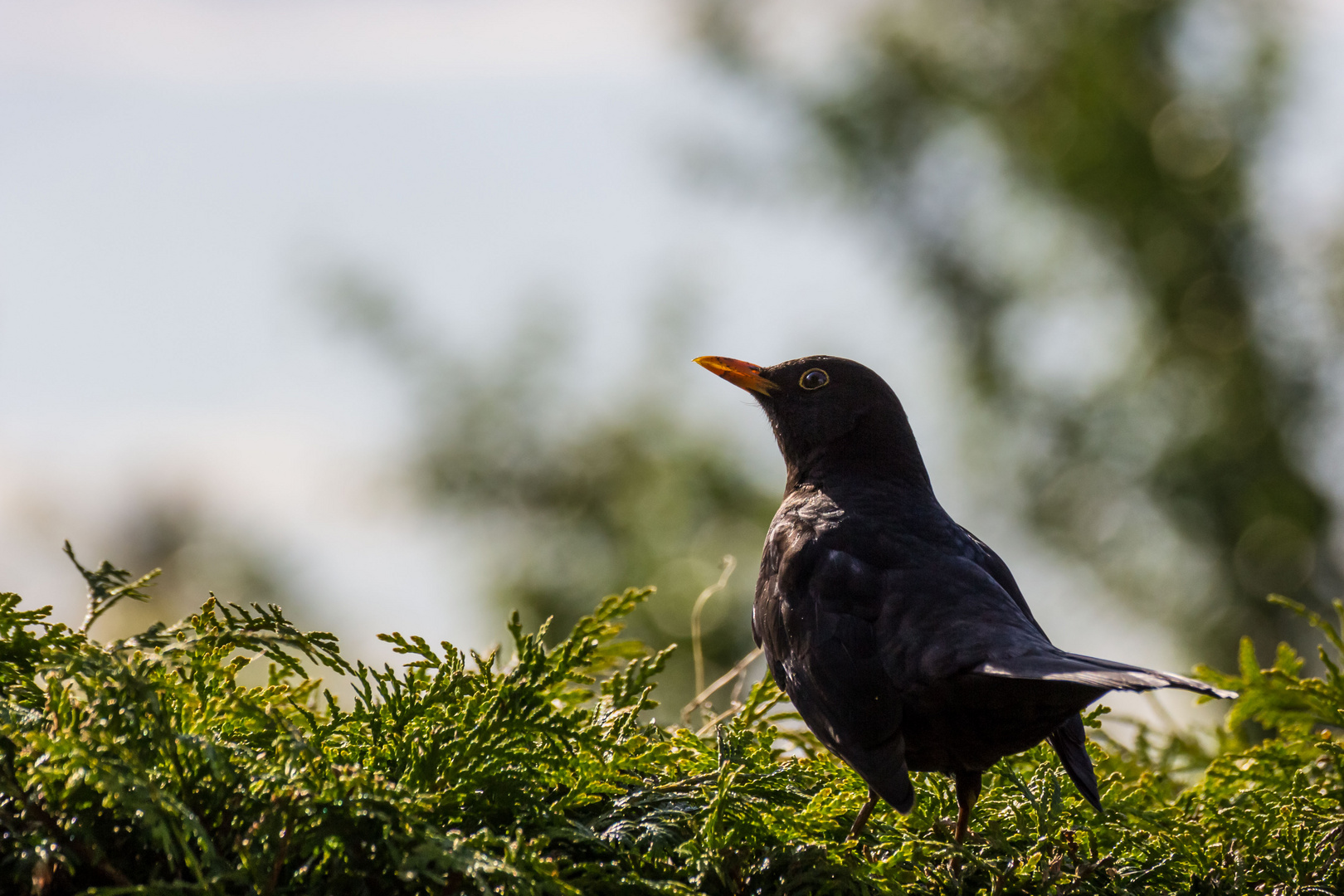 Amsel aalt sich in der Abendsonne