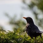 Amsel aalt sich in der Abendsonne