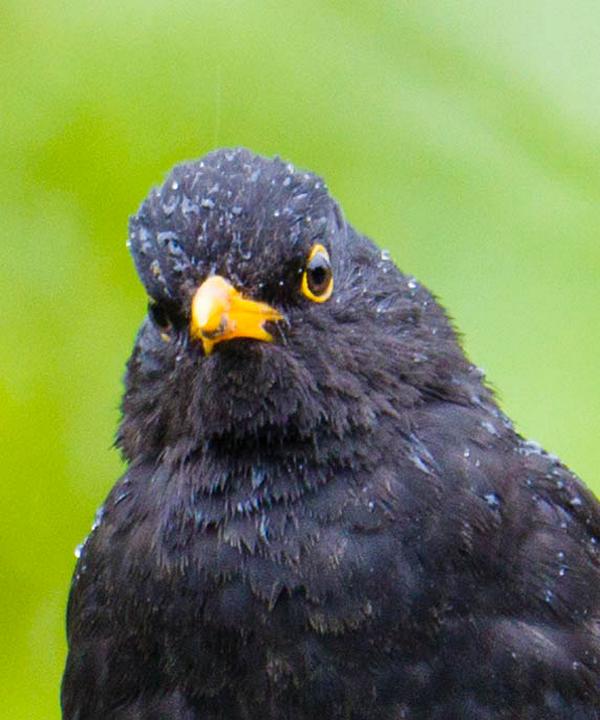 Amsel