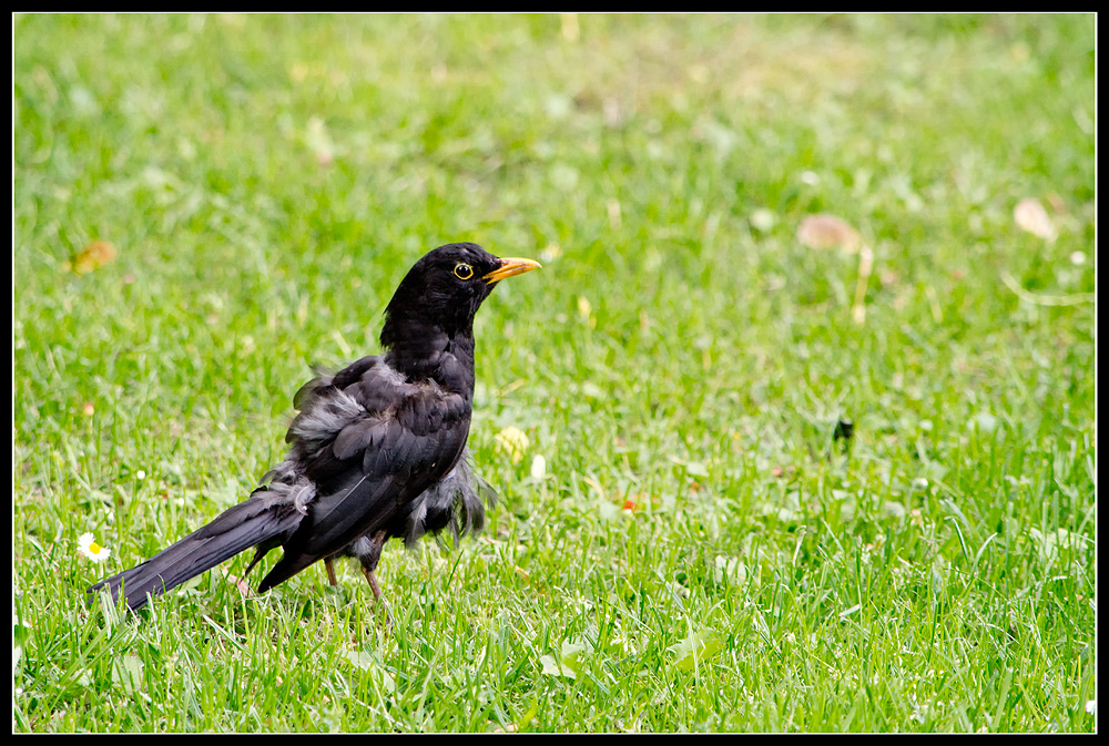 Amsel