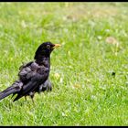 Amsel