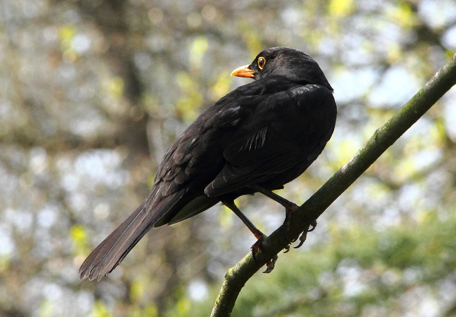 Amsel