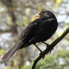 Amsel